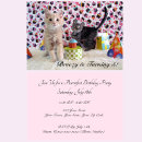Recherche de chats et chatons invitations Amoureux des chats