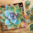 Suche nach kakteen puzzle Sukkulent
