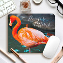 Recherche de flamants tapis souris Photographie