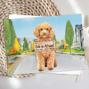 Recherche de chien de caniche invitations Nous avons proposé