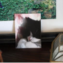 Recherche de de nez art Chat