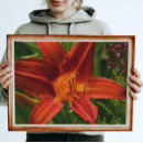 Suche nach taglilien poster Botanisch