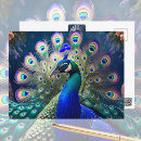 Recherche de paons cartes postales Oiseau