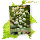 Recherche de raisins verts invitations Vigne