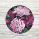 Suche nach chrysantheme untersetzer Rosa