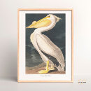 Suche nach audubon poster John james audubon