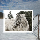 Recherche de noir de cheval blanc cartes postales Amoureux des chevaux
