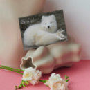 Suche nach weißer fuchs karten Niedlich