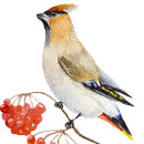 Suche nach waldvogel tassen Natur