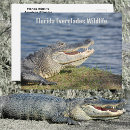 Suche nach florida alligator postkarten Tierfotografie