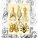 Suche nach octopus illustration poster Tintenfisch