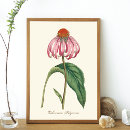 Recherche de echinacea posters Botanique