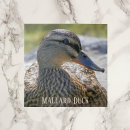 Suche nach vogel foto fliesen Tiere