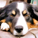 Recherche de colley posters Chien de mouton