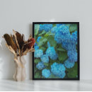 Suche nach hydrangea blume poster Foto