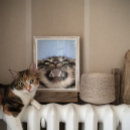 Suche nach tabbykatze poster Haustier