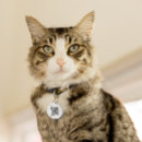 Recherche de cas animaux Pour tous