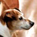 Recherche de jack russell papier cadeau Animaux domestiques