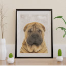 Recherche de sharpei posters Chien