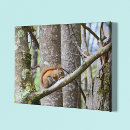 Suche nach rotes eichhörnchen Natur