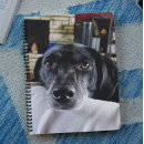 Recherche de dog agendas Chiot