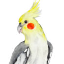 Suche nach papageien ornamente Tropenvögel