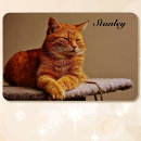 Recherche de compagnie magnets Dog