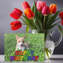 Recherche de chiot photographie Mignon