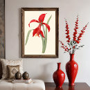 Suche nach amaryllis poster Darstellung