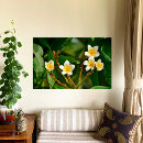 Suche nach frangipani poster Tropisch