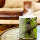 Recherche de strix tasses Faune