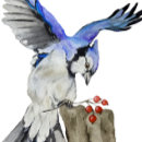 Suche nach waldvogel kissen Waldvögel