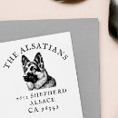 Recherche de german shepherd Berger allemand