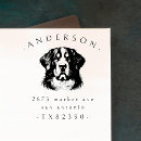 Recherche de bernese mountain dog Animal
