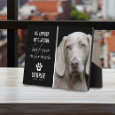 Recherche de loyal Dog