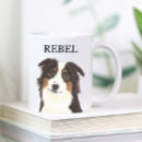 Recherche de chien de berger australien tasses Australishepherd