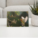 Suche nach vogel fotos poster Kolibri