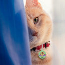 Recherche de attitude animaux articles Humour