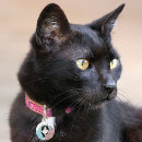 Recherche de tuxedo animaux articles Mignon