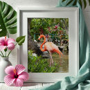 Suche nach pink flamingo kunst Fotografie