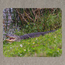 Recherche de la floride tapis souris Faune