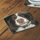 Recherche de springer spaniel Canine