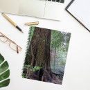 Recherche de conifère Arbres