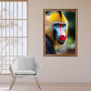 Suche nach mandrill poster Natur
