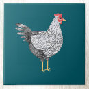 Recherche de poulets carreaux Volaille