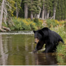 Recherche de ours puzzles Forêt