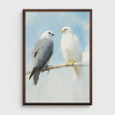 Suche nach falken poster Vogelbeobachtung