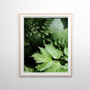 Recherche de fougères posters Forêt