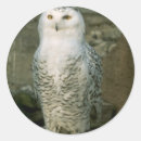 Recherche de snowy autocollants Animaux