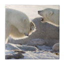Suche nach eisbär fliesen Winter